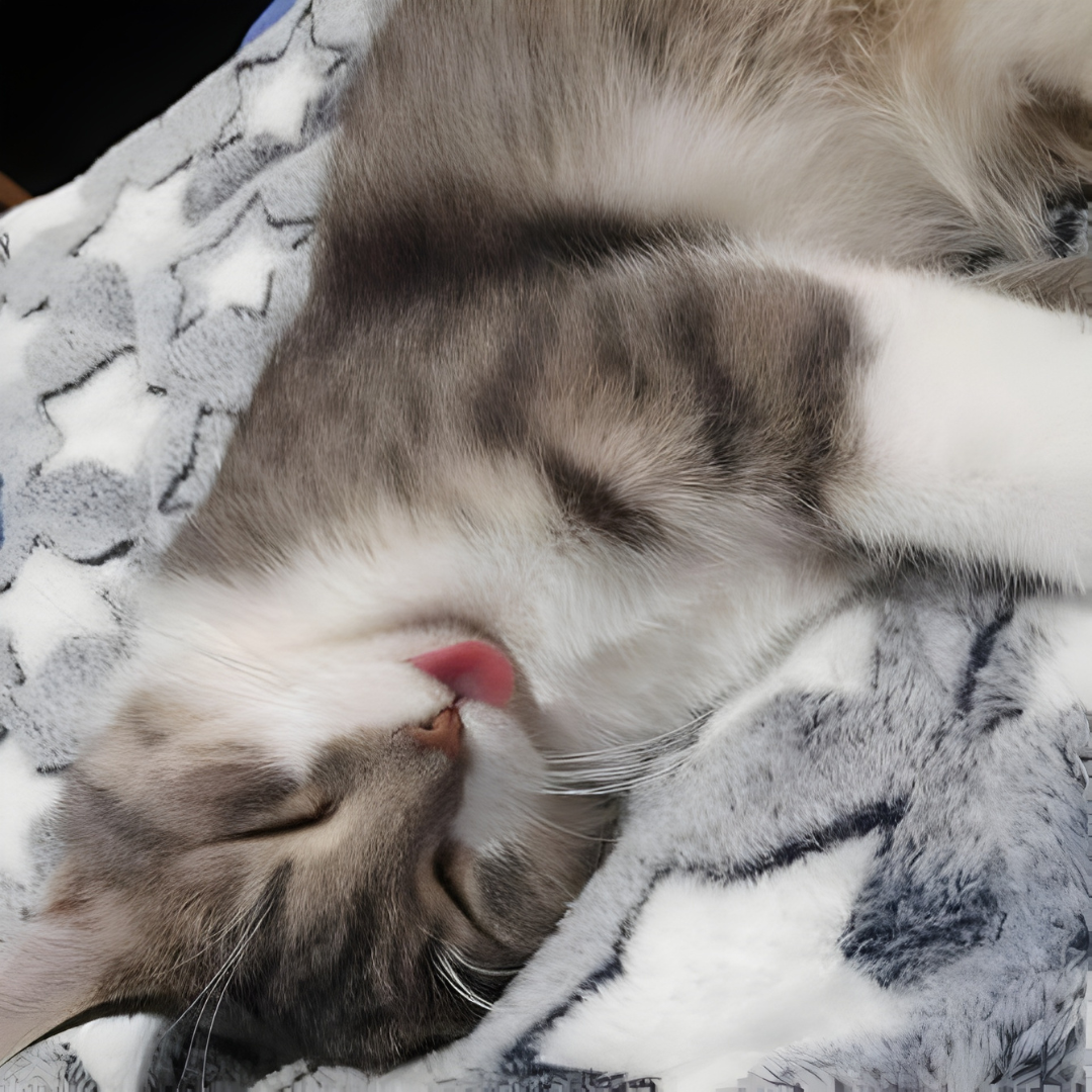 CozyPaw – Le Lit Apaisant et Douillet pour Chats