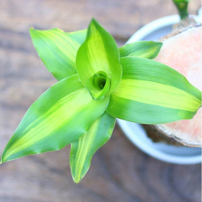 Bois Brésilien Porte-bonheur - Purificateur d'Air Naturel